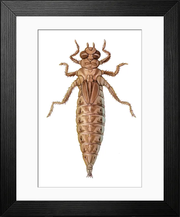 Framed Print : Dragonfly Nymph Framed Print : Dragonfly Nymph