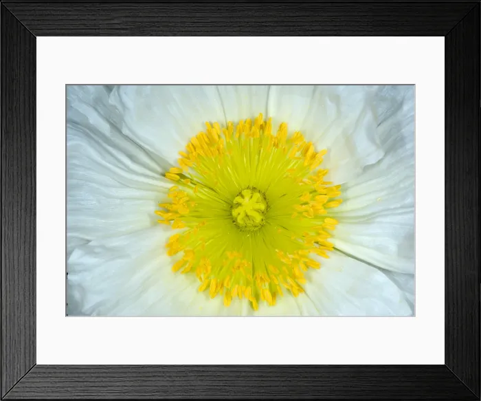 Framed Print : Iceland Poppy