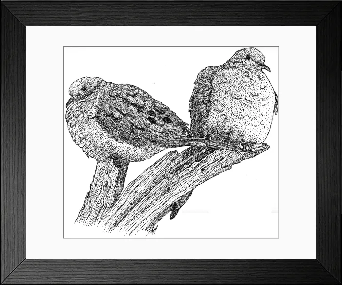 Framed Print : Mourning Doves Framed Print : Mourning Doves