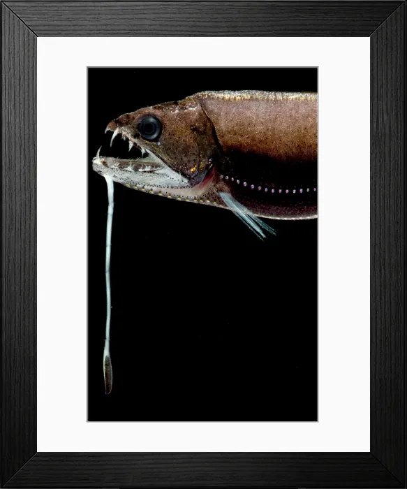 Framed Print : Deep Sea Dragonfish Framed Print : Deep Sea Dragonfish