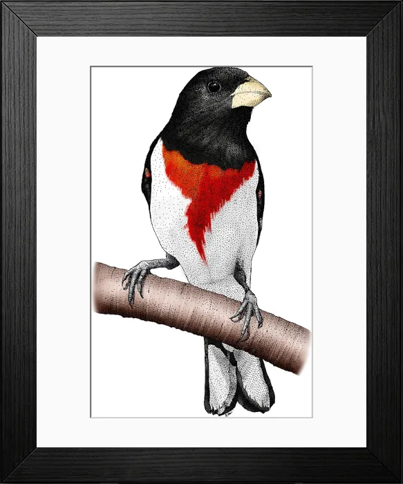 Framed Print : Rose-breasted Grosbeak Framed Print : Rose-breasted Grosbeak