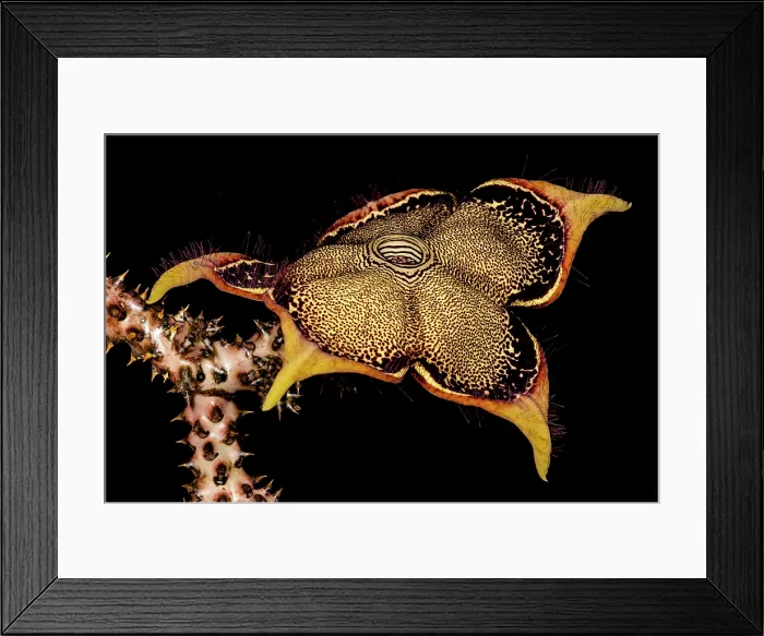 Framed Print : Persian Carpet Flower (Edithcolea grandis) Framed Print : Persian Carpet Flower (Edithcolea grandis)