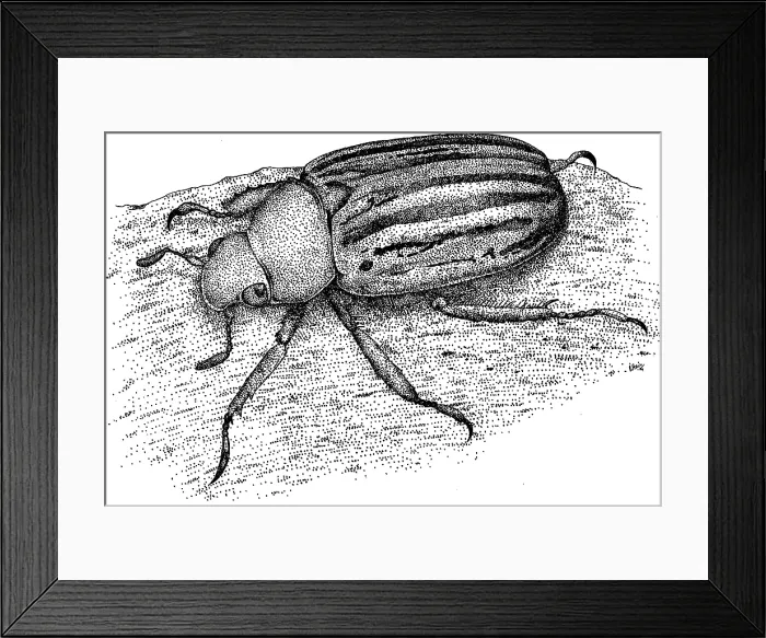 Framed Print : Glorious Beetle Framed Print : Glorious Beetle