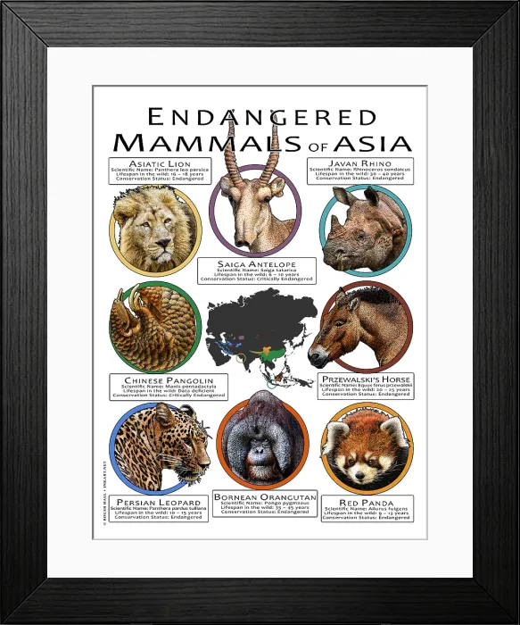 Framed Print : Endangered Mammals of Asia Framed Print : Endangered Mammals of Asia