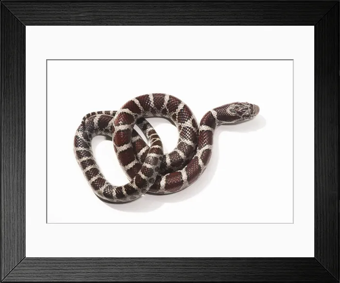 Framed Print : Milk Snake, Lampropeltis triangulum Framed Print : Milk Snake, Lampropeltis triangulum