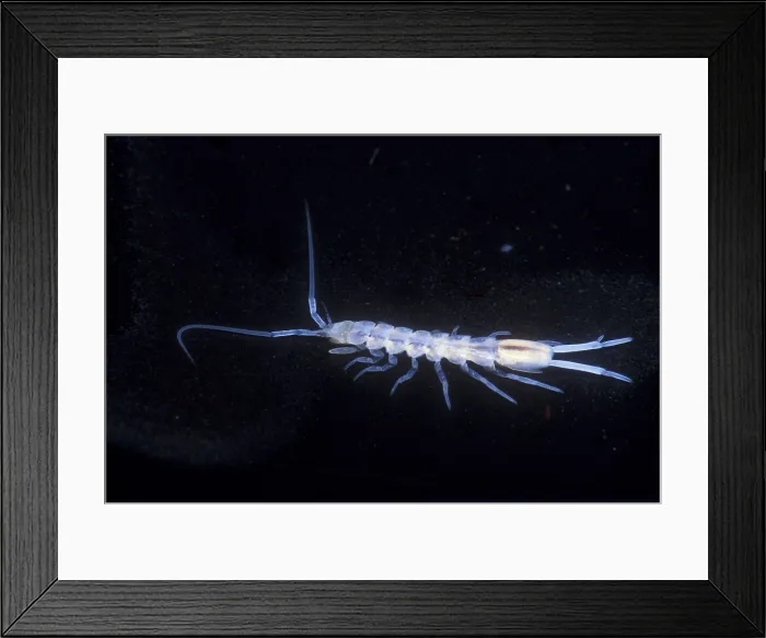 Framed Print : Groundwater Isopod Framed Print : Groundwater Isopod