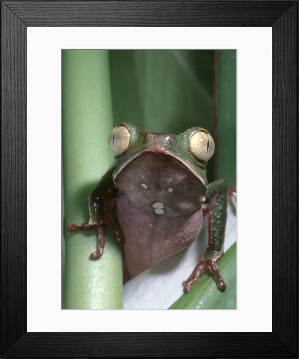 Framed Print : Vaillanti's Monkey Frog Framed Print : Vaillanti's Monkey Frog