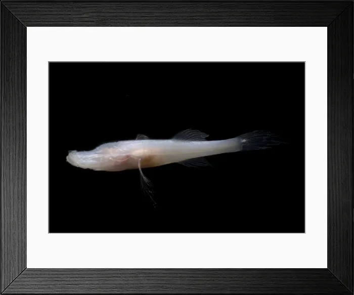 Framed Print : Alabama Cavefish Framed Print : Alabama Cavefish
