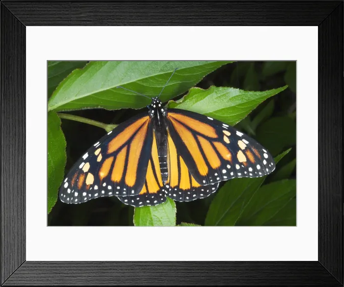 Framed Print : Female Monarch butterfly Framed Print : Female Monarch butterfly
