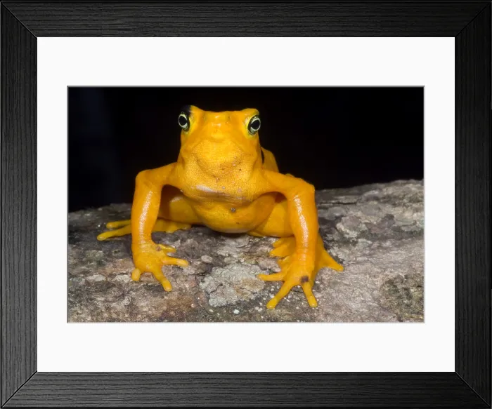 Framed Print : Harlequin Toad Framed Print : Harlequin Toad