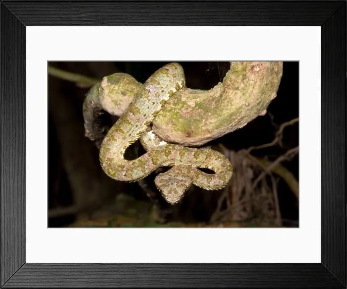 Framed Print : Eyelash Viper Framed Print : Eyelash Viper