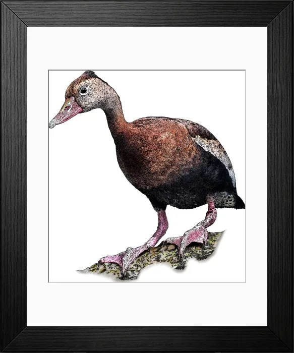 Framed Print : Black-bellied Whistling Duck, Illustration Framed Print : Black-bellied Whistling Duck, Illustration