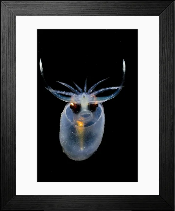 Framed Print : Cockatoo Squid Framed Print : Cockatoo Squid