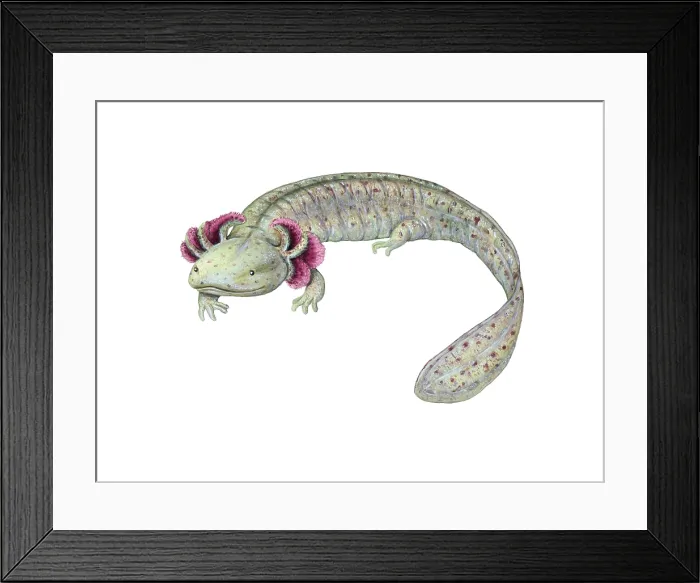 Framed Print : Mudpuppy. Illustration of a mudpuppy, an aquatic salamander of the family Proteidae Framed Print : Mudpuppy. Illustration of a mudpuppy, an aquatic salamander of the family Proteidae