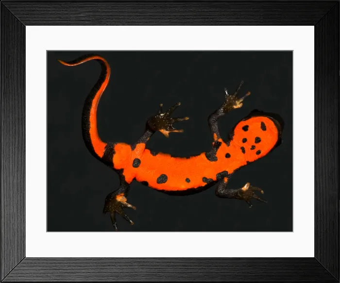 Framed Print : Fire Belly Newt Framed Print : Fire Belly Newt