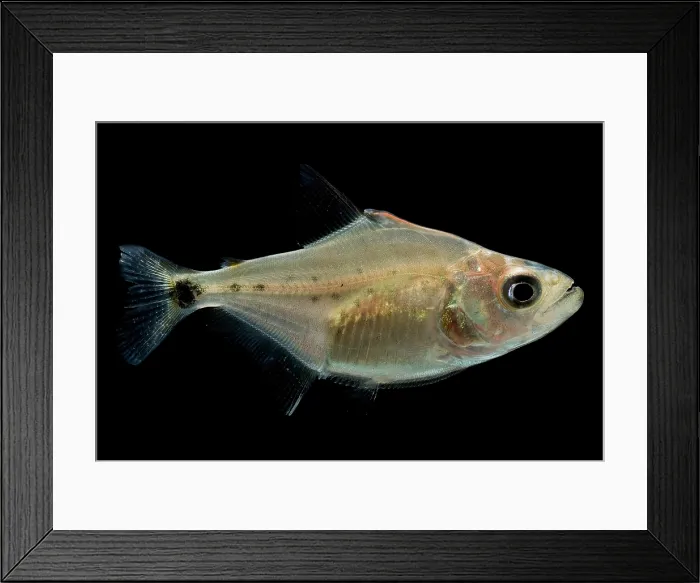 Framed Print : Black Piranha Framed Print : Black Piranha