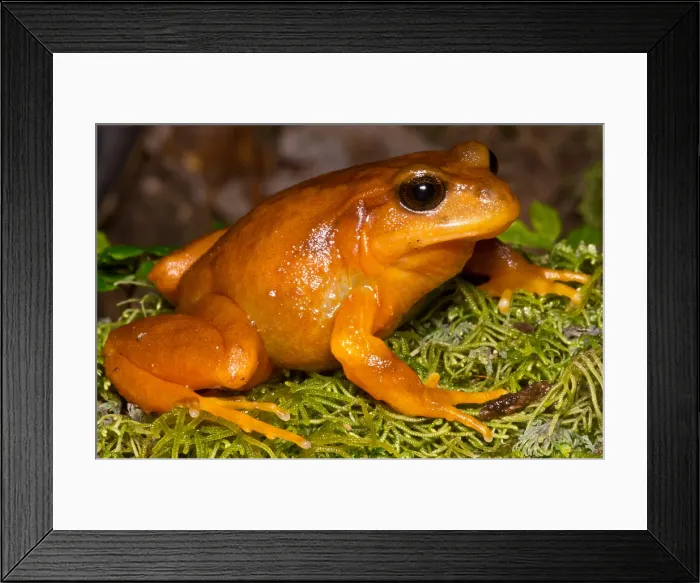 Framed Print : Chilean Tomato Frog Framed Print : Chilean Tomato Frog