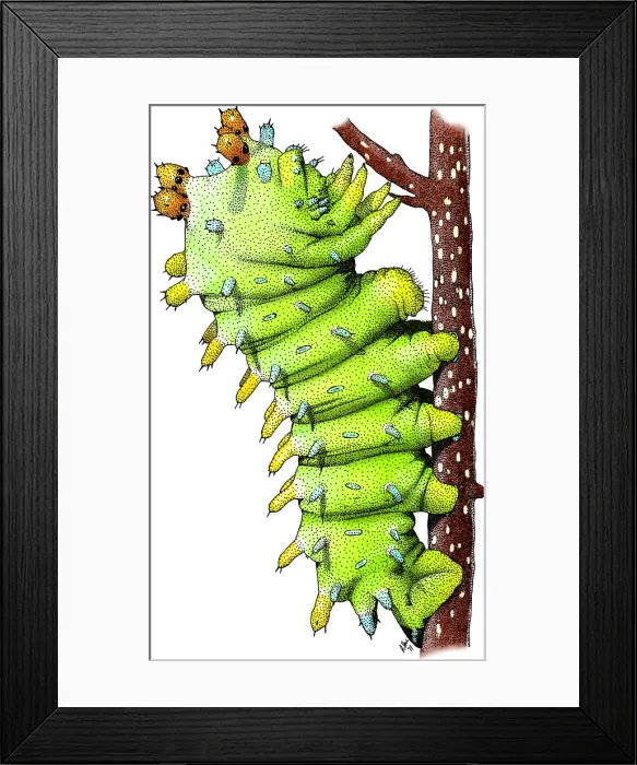 Framed Print : Cecropia Moth Framed Print : Cecropia Moth