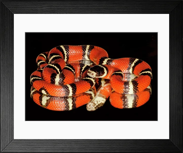 Framed Print : Nelson's milksnake (Lampropeltis triangulum nelsoni) Framed Print : Nelson's milksnake (Lampropeltis triangulum nelsoni)