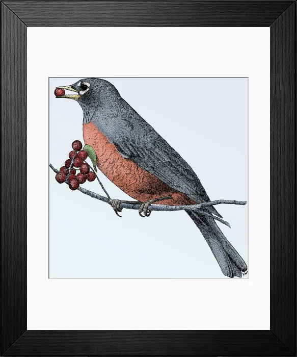 Framed Print : American Robin Framed Print : American Robin