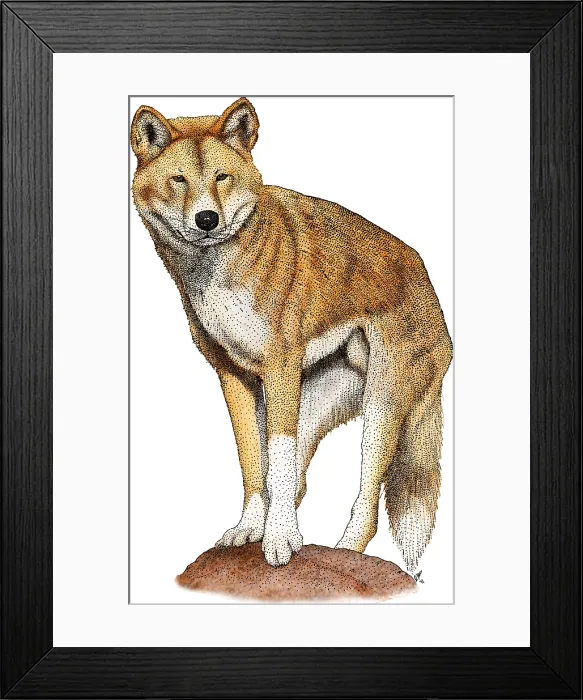 Framed Print : Dingo. Illustration of a Dingo (Canis lupus dingo) Framed Print : Dingo. Illustration of a Dingo (Canis lupus dingo)