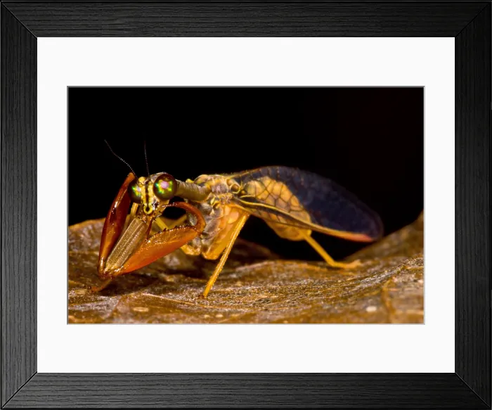 Framed Print : Tropical Mantispid Framed Print : Tropical Mantispid