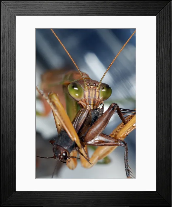 Framed Print : Chinese Mantid Eating a Cricket Framed Print : Chinese Mantid Eating a Cricket