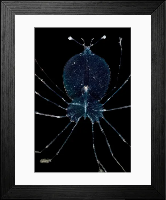 Framed Print : Larval Lobster