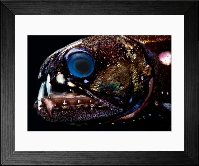 Framed Print : Dragonfish (Astronesthes oligoa)