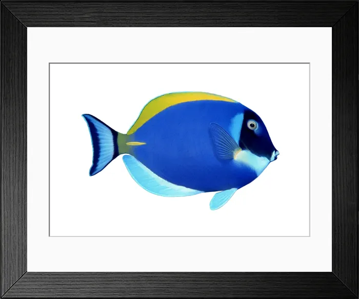 Framed Print : Powder Blue Tang (Acanthurus leucosternon)