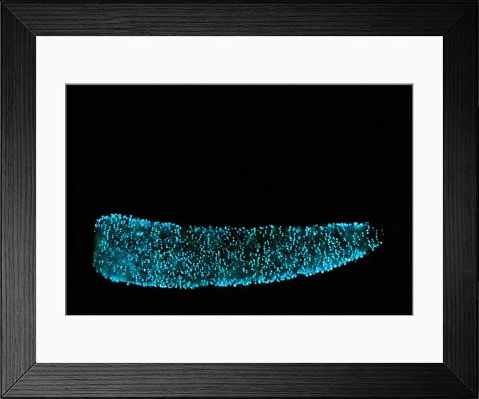 Framed Print : Pyrosome (Pyrosoma sp.) Framed Print : Pyrosome (Pyrosoma sp.)