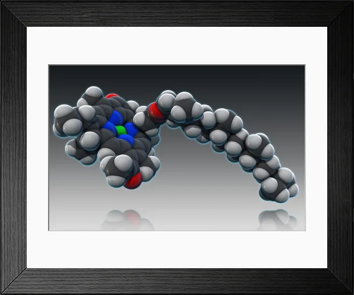 Framed Print : Chlorophyll, Molecular Model Framed Print : Chlorophyll, Molecular Model