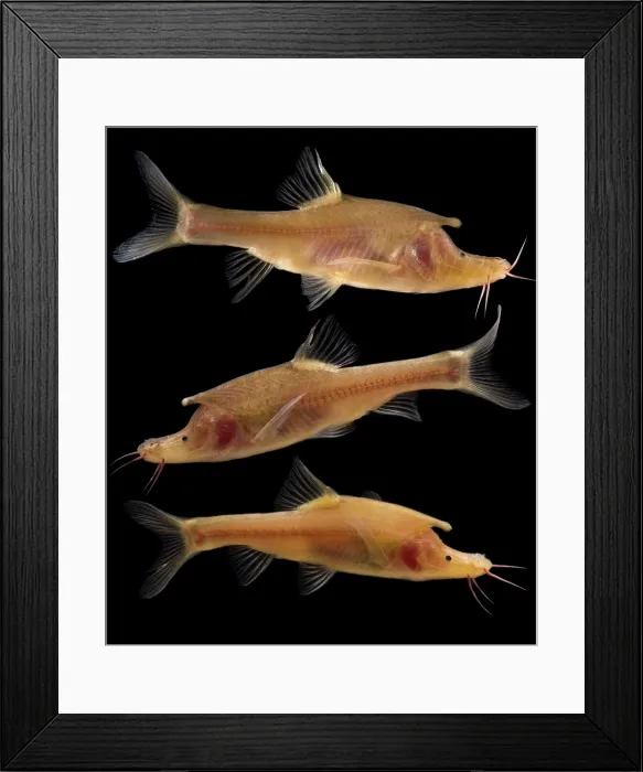Framed Print : Rhinoceros Golden-line Barbel (Sinocyclocheilus rhinocerous) Framed Print : Rhinoceros Golden-line Barbel (Sinocyclocheilus rhinocerous)