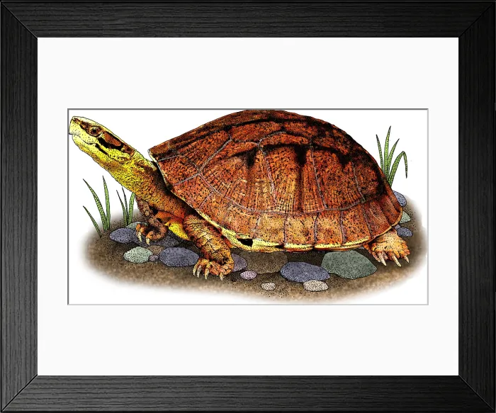Framed Print : Gold Coin Turtle Framed Print : Gold Coin Turtle