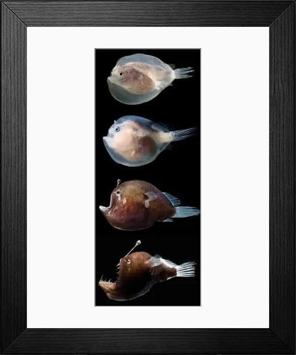 Framed Print : Black Seadevil (Melanocetus sp.)