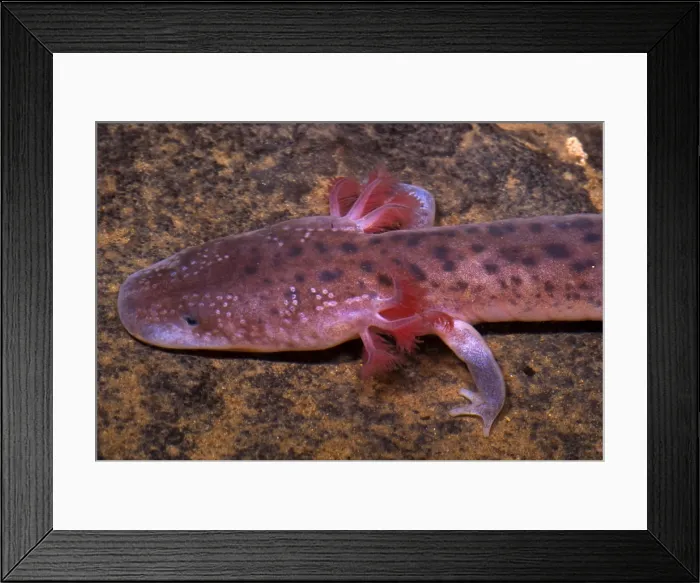 Framed Print : Big Mouth Cave Salamander Framed Print : Big Mouth Cave Salamander