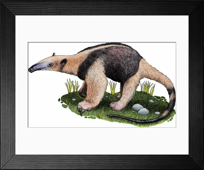 Framed Print : Northern tamandua anteater Framed Print : Northern tamandua anteater