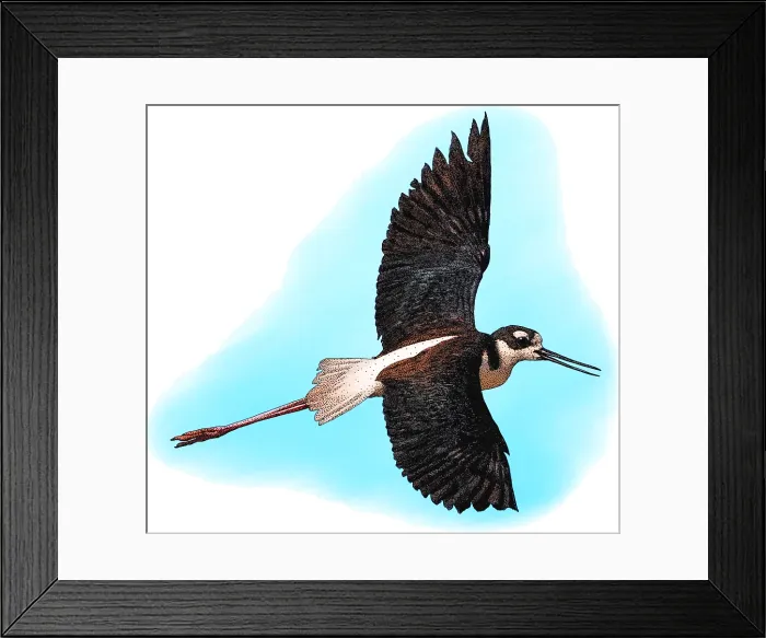 Framed Print : Black-necked Stilt, Illustration Framed Print : Black-necked Stilt, Illustration