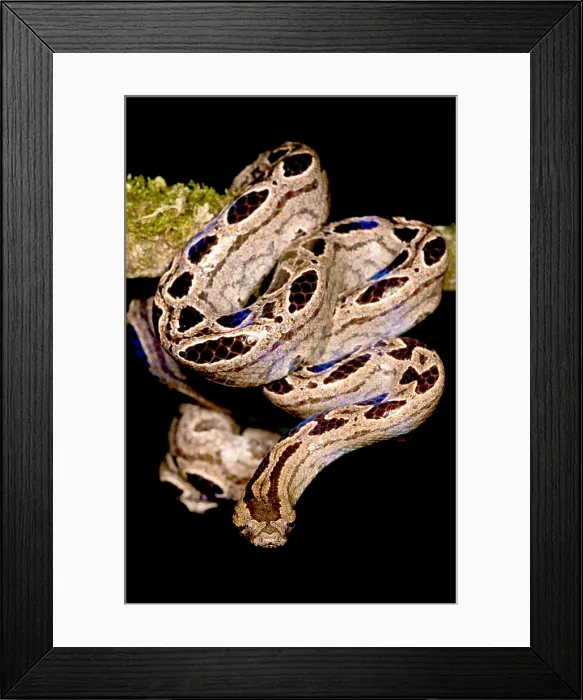 Framed Print : Southern Bromeliad Boa Framed Print : Southern Bromeliad Boa