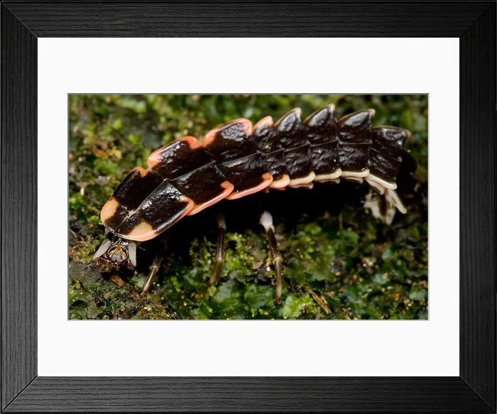 Framed Print : Firefly Larva