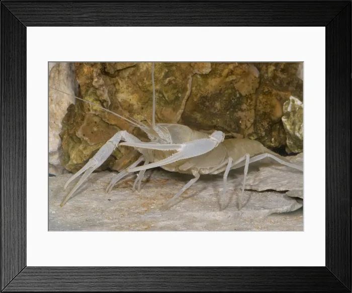 Framed Print : Florida Cave Crayfish Framed Print : Florida Cave Crayfish