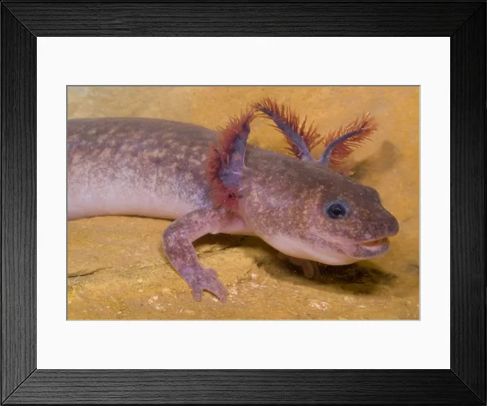 Framed Print : Spring Salamander Framed Print : Spring Salamander