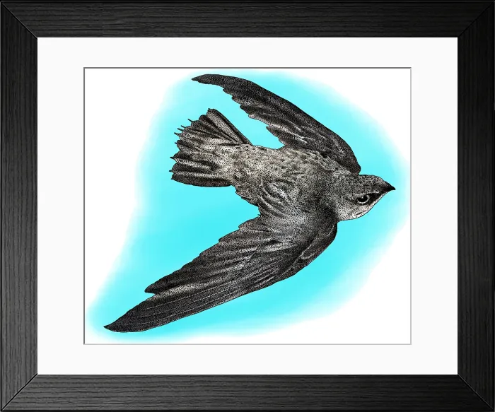 Framed Print : Chimney Swift, Illustration
