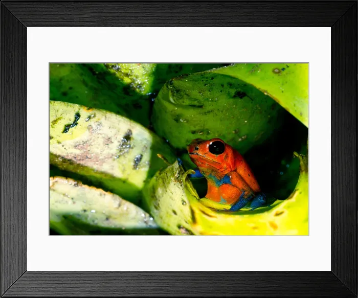 Framed Print : Strawberry Poison Dart Frog