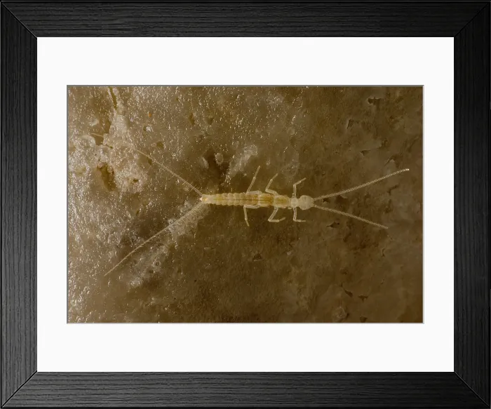 Framed Print : Cave Dipluran