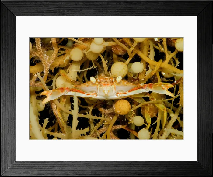 Framed Print : Sargassum Crab Framed Print : Sargassum Crab