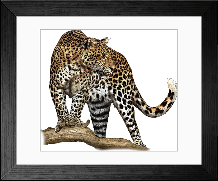 Framed Print : Javan Leopard Framed Print : Javan Leopard