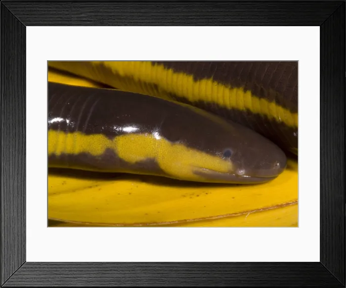 Framed Print : Southeast Asian Caecilian