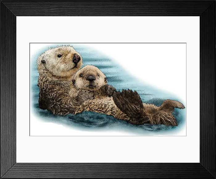 Framed Print : Sea Otter. Illustration of a Sea Otter (Enhydra lutris) Framed Print : Sea Otter. Illustration of a Sea Otter (Enhydra lutris)