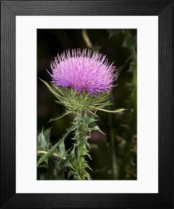 Framed Print : Bull Thistle Flower Framed Print : Bull Thistle Flower